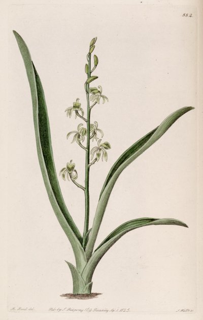 Illustrazione di Liparis reflexa (come sin. Liparis foliosa) da M. Hart